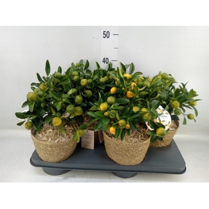 Arr.   Tuinplanten H%