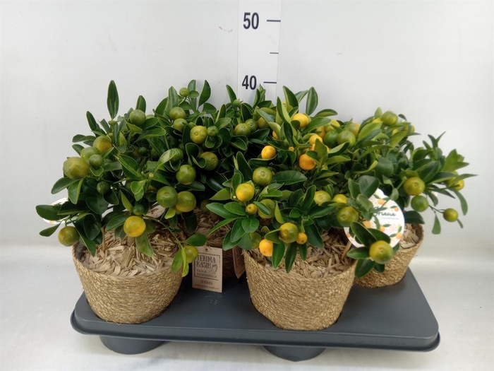 <h4>Arr.   Tuinplanten H%</h4>