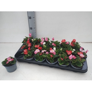 Begonia semp.   ...greenleaf mix