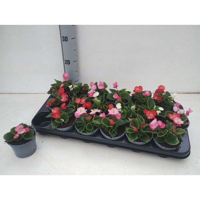 <h4>Begonia semp.   ...greenleaf mix</h4>