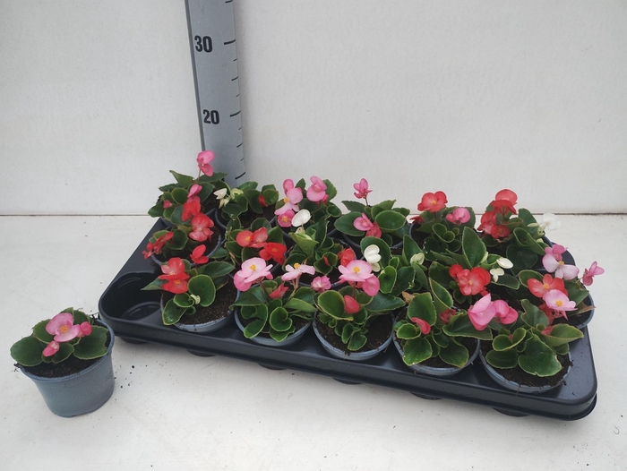 <h4>Begonia semp.   ...greenleaf mix</h4>