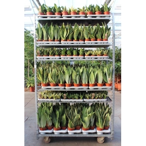 Sansevieria Overig mix CC Rough & Tough 1