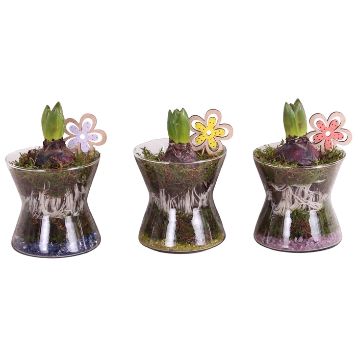 <h4>Bulbs Arr. Hyacint Glass Hourglass Ø13cm 1PP</h4>