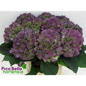 Hydr M Ch Verena Bl Cl