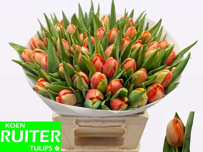 <h4>TU DU TERMINATOR</h4>