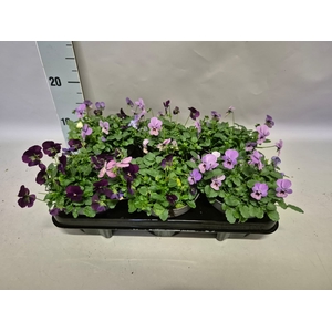 Viola cornuta 13 cm Trio Blue, Pink, Purple