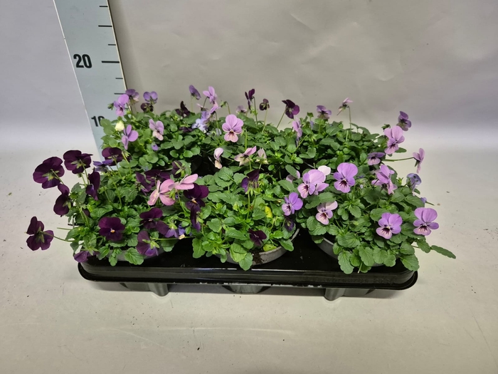 Viola cornuta 13 cm Trio Blue, Pink, Purple