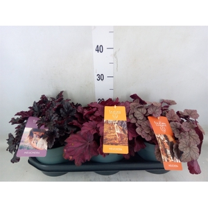 Heuchera  'Indian Summer'   ...mix