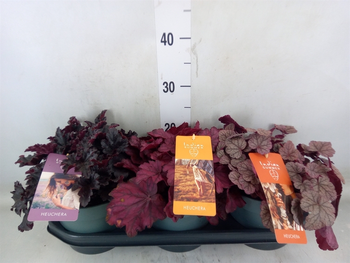 <h4>Heuchera  'Indian Summer'   ...mix</h4>