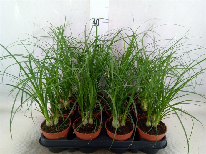 <h4>Nolina recurvata   ...</h4>