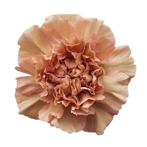 DI ST CARAMEL