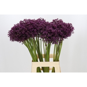 Allium Miami