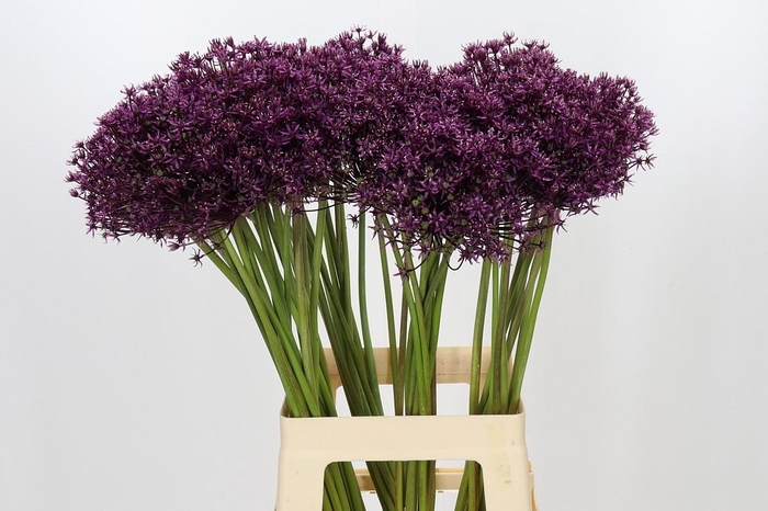 <h4>Allium Miami</h4>