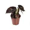 ALOCASIA AZLANII P12