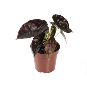 ALOCASIA AZLANII P12