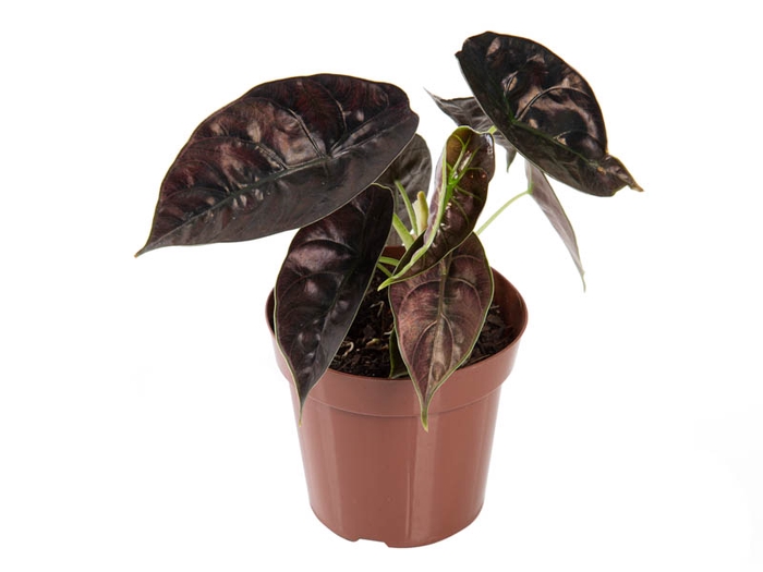 <h4>ALOCASIA AZLANII P12</h4>