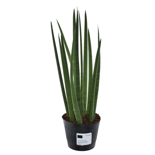 <h4>Sansevieria cylindrica 'Bacularis' / Mikado</h4>