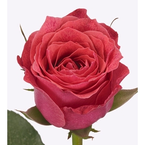 Rosa large flowered Galaxy