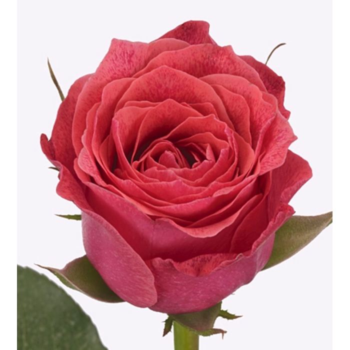<h4>Rosa large flowered Galaxy</h4>