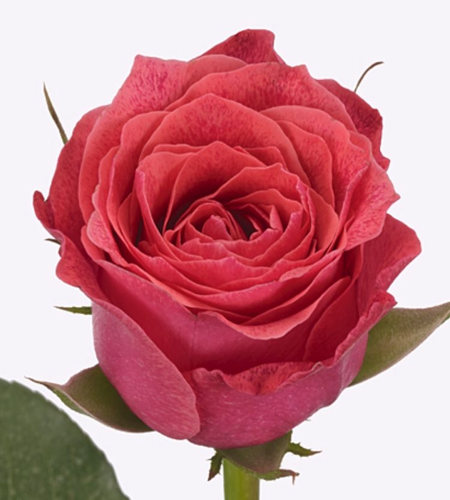 Rosa large flowered Galaxy