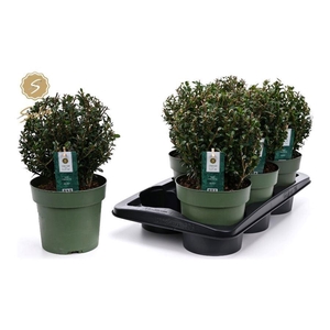 ILEX CRENATA JENNY