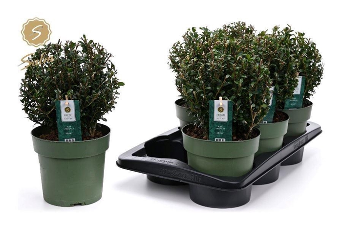 <h4>ILEX CRENATA JENNY</h4>