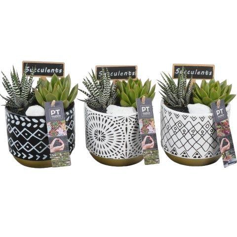 <h4>PTSU8472 Arrangement Succulenten in keramiek pot</h4>