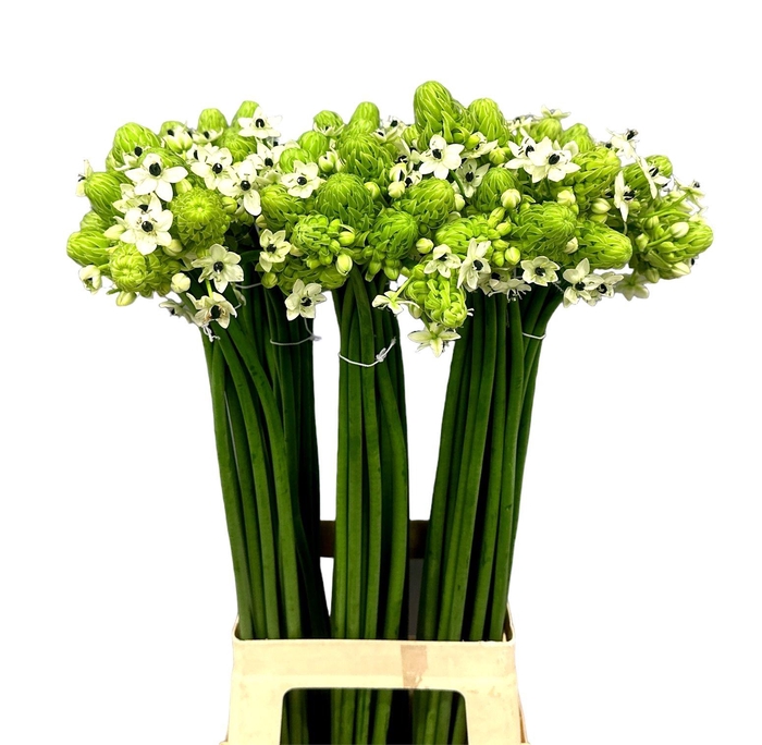 <h4>ORNIT SAUNDERSIAE</h4>