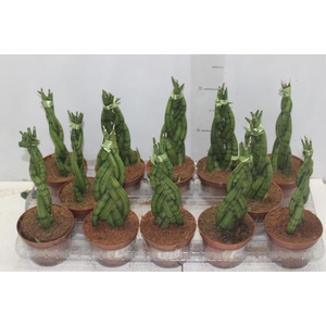 SANSEVIERIA TRANCADO 6 DEDOS P10