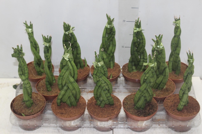 <h4>SANSEVIERIA TRANCADO 6 DEDOS P10</h4>