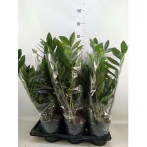 Zamioculcas zamiifolia