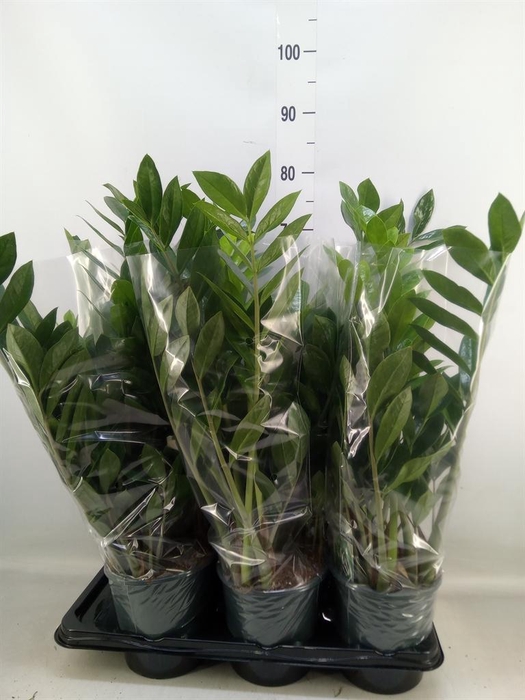 <h4>Zamioculcas zamiifolia</h4>