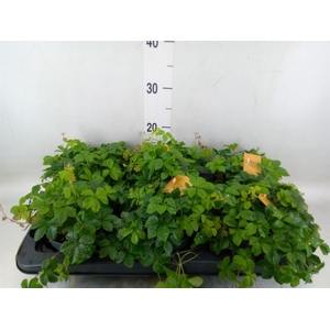 Parthenocissus inserta