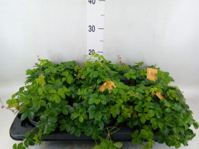 <h4>Parthenocissus inserta</h4>