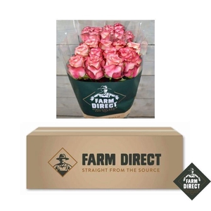 R GR RASPBERRY ICE BOX x50