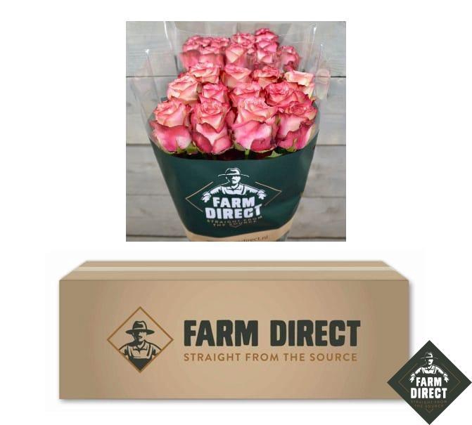 <h4>R GR RASPBERRY ICE BOX x50</h4>