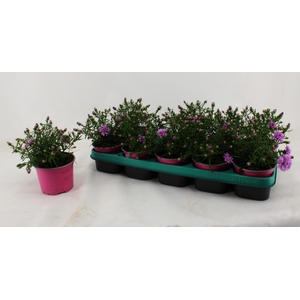 ASTER D ALPHA PINK