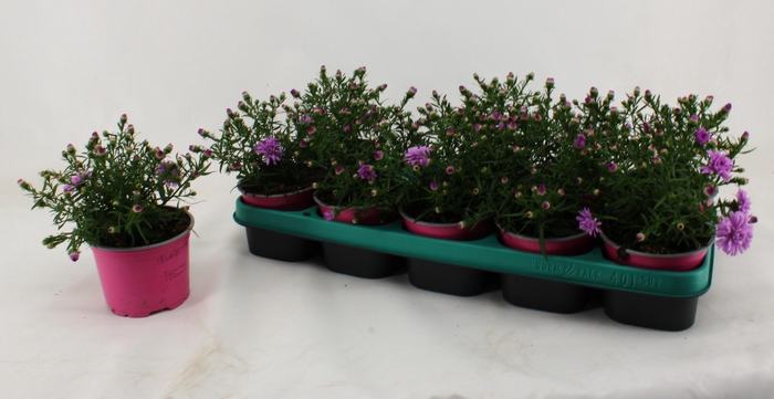 <h4>ASTER D ALPHA PINK</h4>