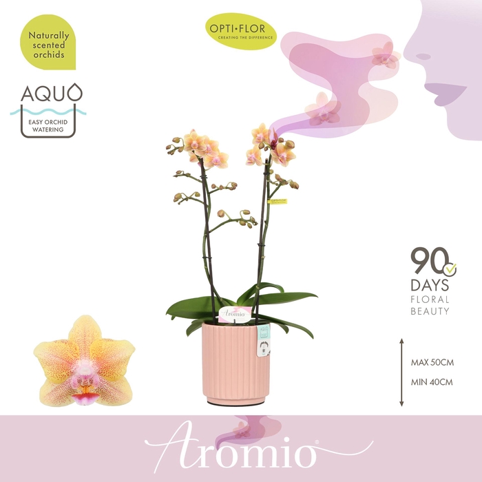 <h4>Aromio Spicy 2 spike in Molise Salmon Aquo</h4>