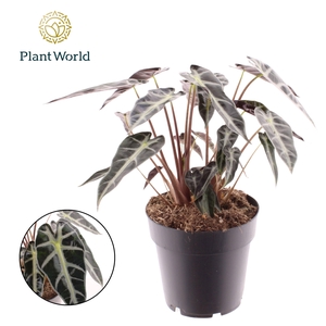 Alocasia Bambino Arrow 2 p.p.