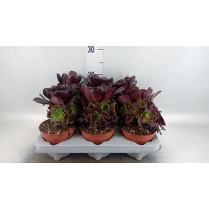 Aeonium arboreum 'Velours'