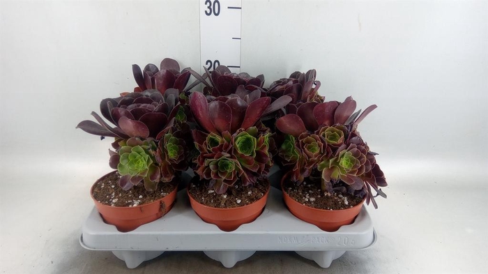<h4>Aeonium arboreum 'Velours'</h4>