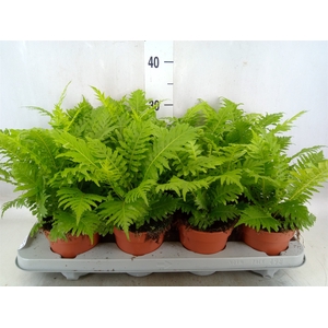 Blechnum gibbum 'Silver Lady'