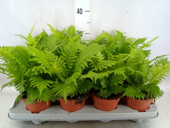 <h4>Blechnum gibbum 'Silver Lady'</h4>
