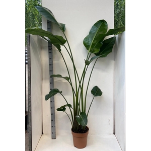 STRELITZIA NICOLAI