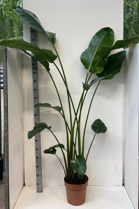 <h4>STRELITZIA NICOLAI</h4>
