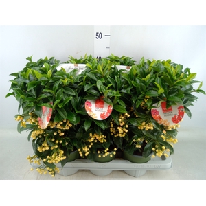 Ardisia crenata 'Bos Premium White'