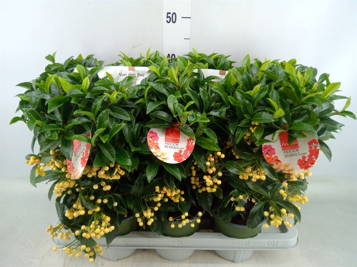 <h4>Ardisia crenata 'Bos Premium White'</h4>