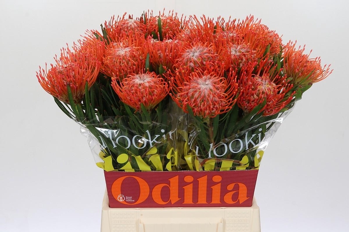 <h4>Nutans Tango</h4>