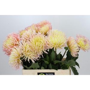 Dahlia Spider Zalm